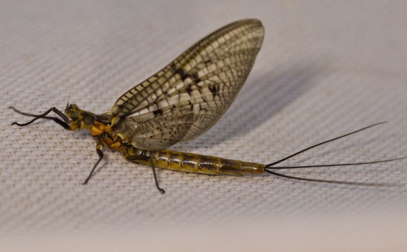 Mayfly Singer