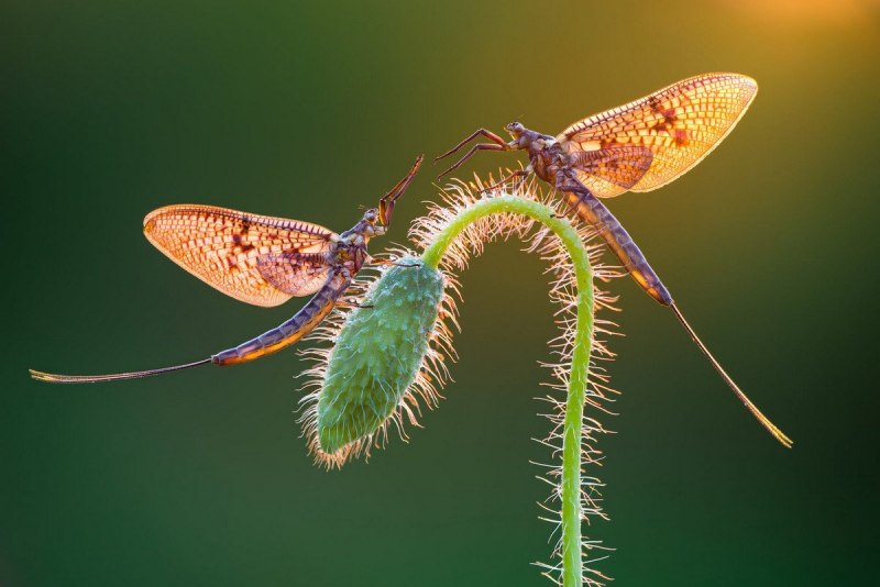 Подёнка (Potamanthus luteus)