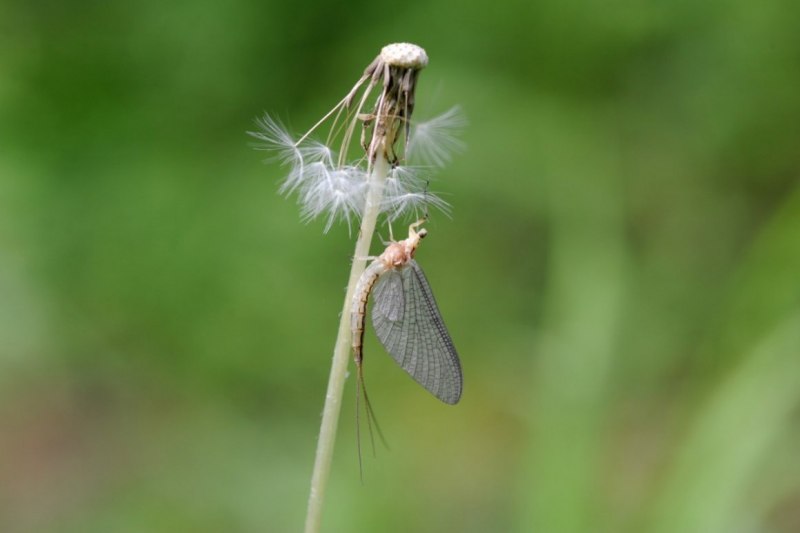 Личинка подёнки Ephemera Vulgata