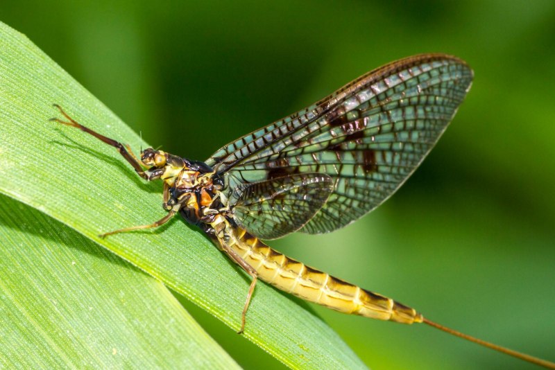 Поденки (Ephemeroptera)