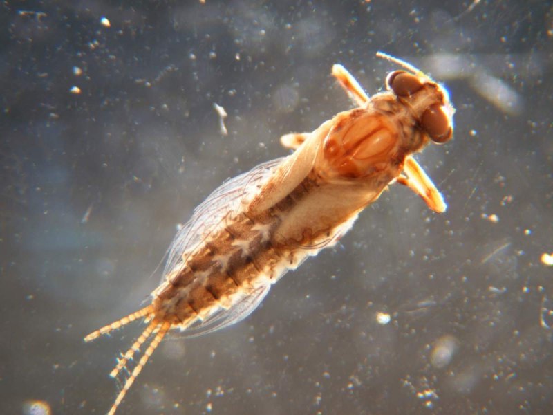 Личинки поденок (Ephemeroptera)