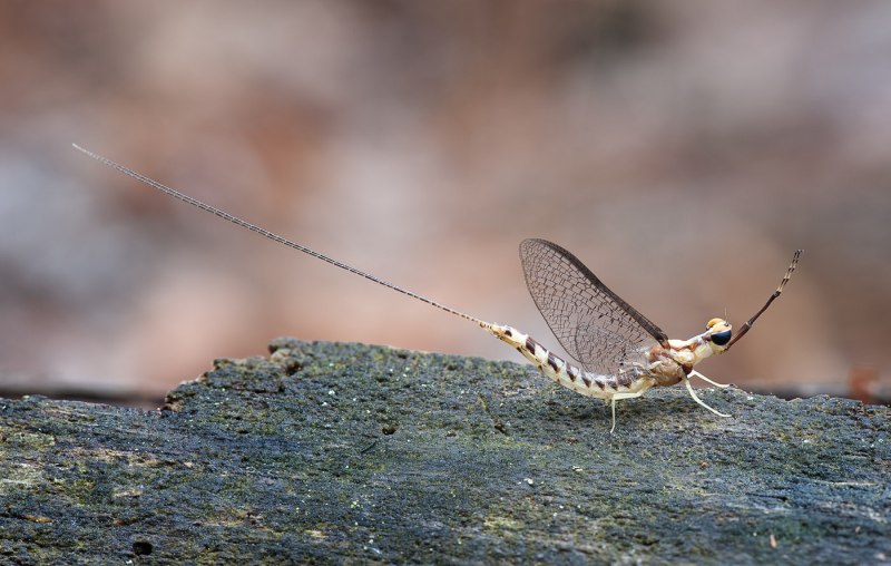 Heptageniidae личинки