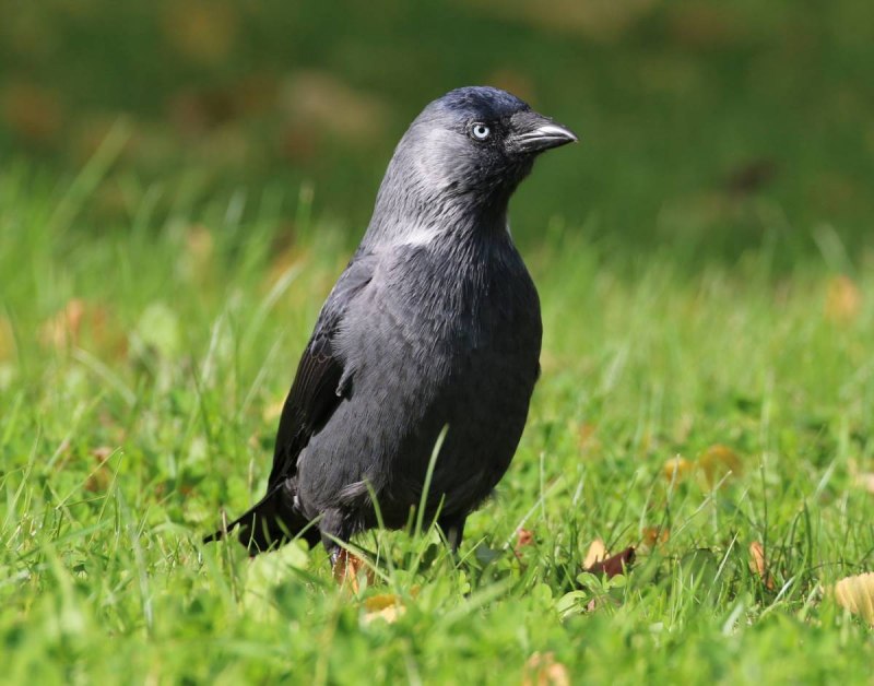 Галка обыкновенная ‒ Corvus monedula