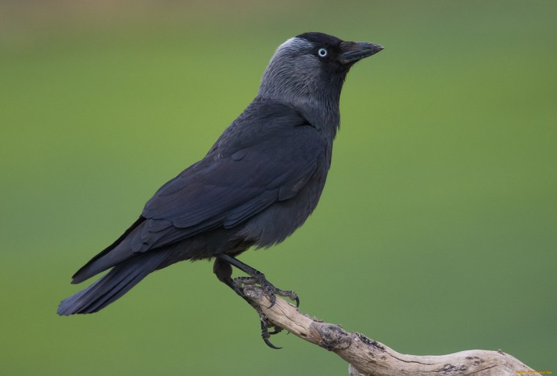Coloeus monedula Грач