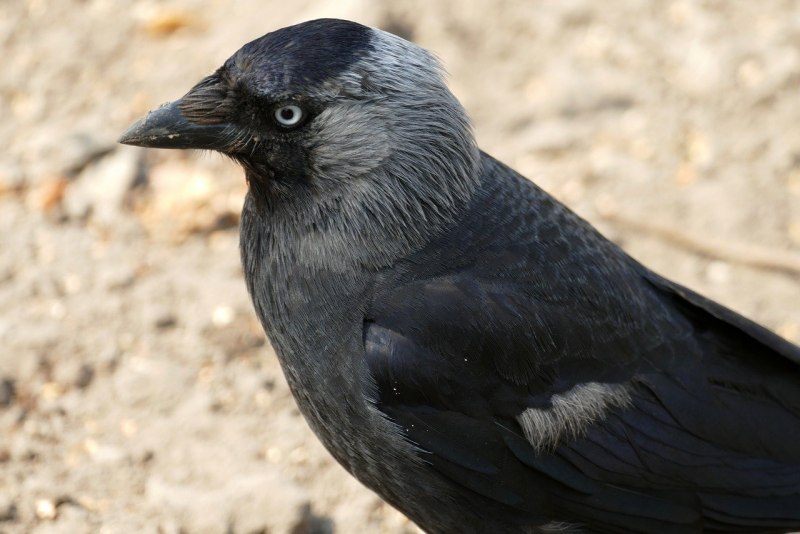 Галка (Coloeus monedula)