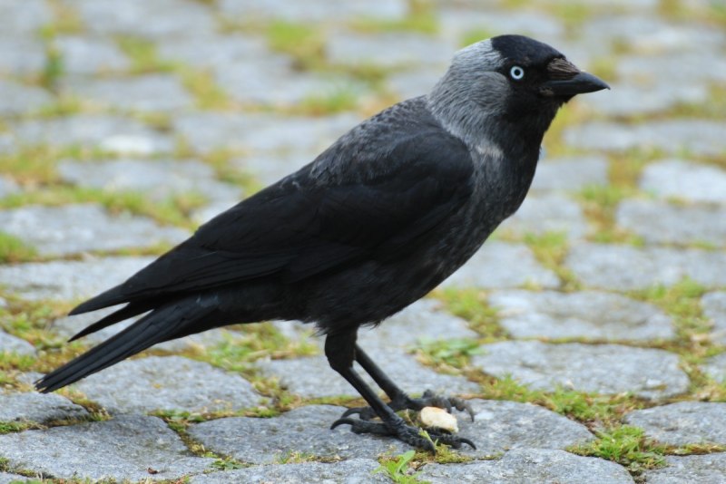Галка (Coloeus monedula)