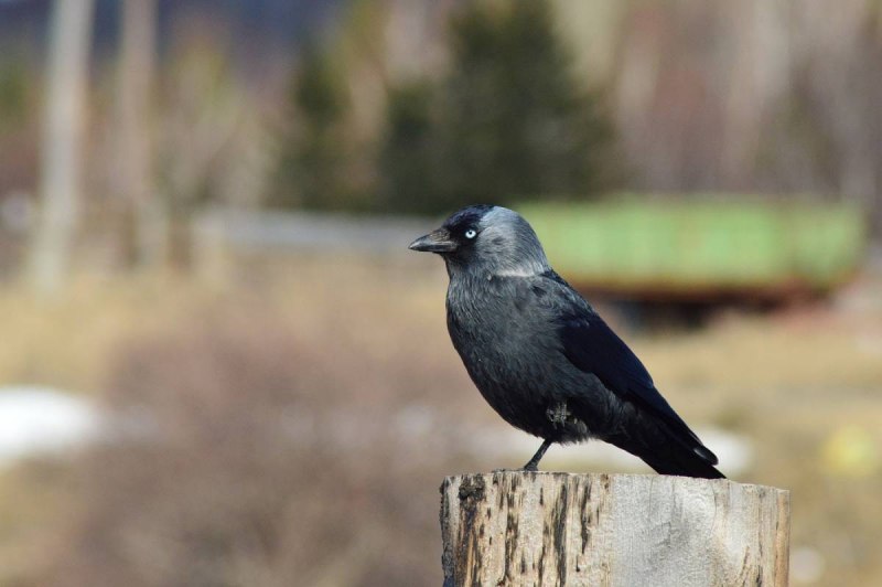 Галка обыкновенная ‒ Corvus monedula