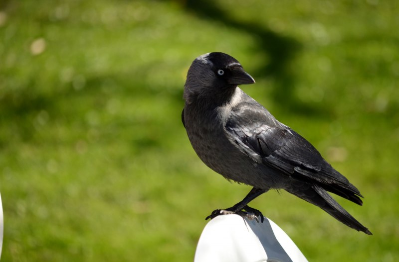 Галка – Corvus monedula l.