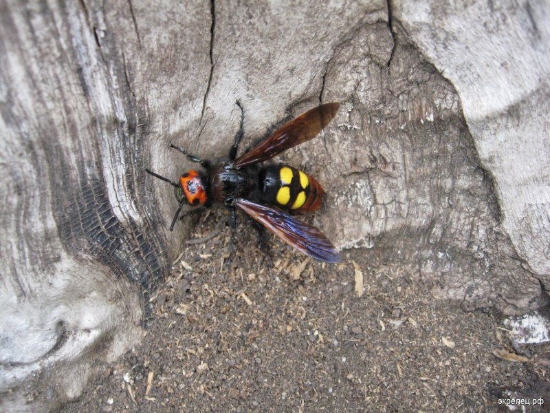 Vespa mandarinia Шершень