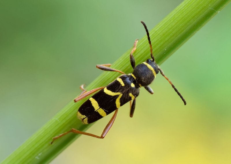 Wasp Жук