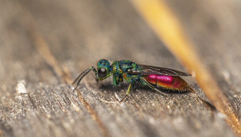 Рогохвост (Sirex Gigas