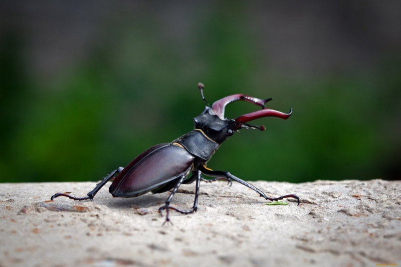 Wasp 49-b