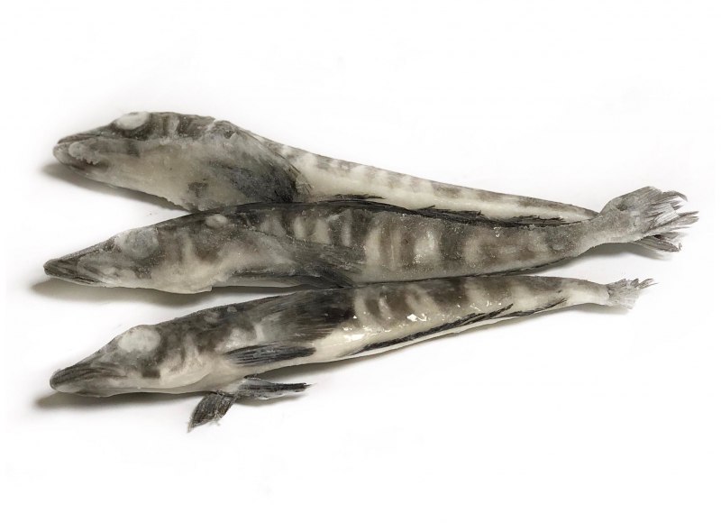 Jonah's Icefish