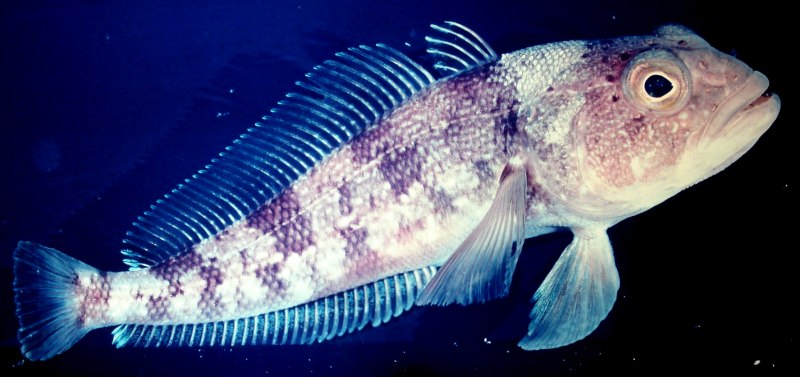 Белокровная рыба (67 фото)