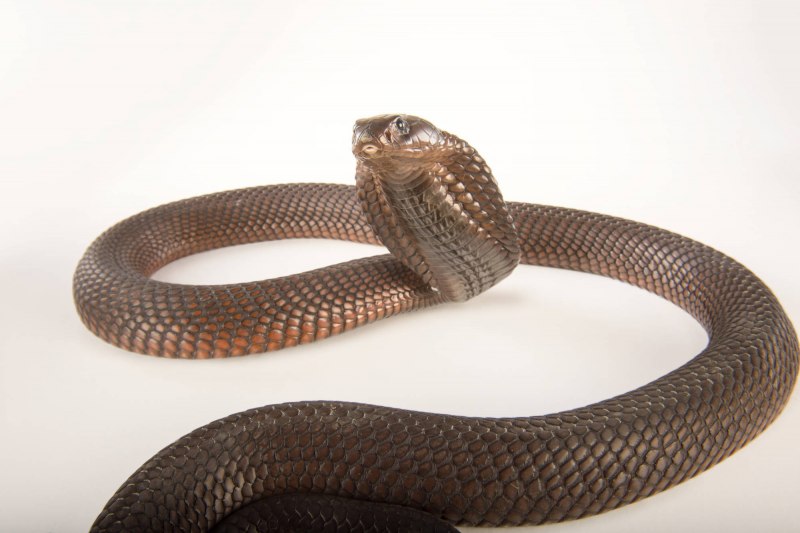 Walterinnesia aegyptia
