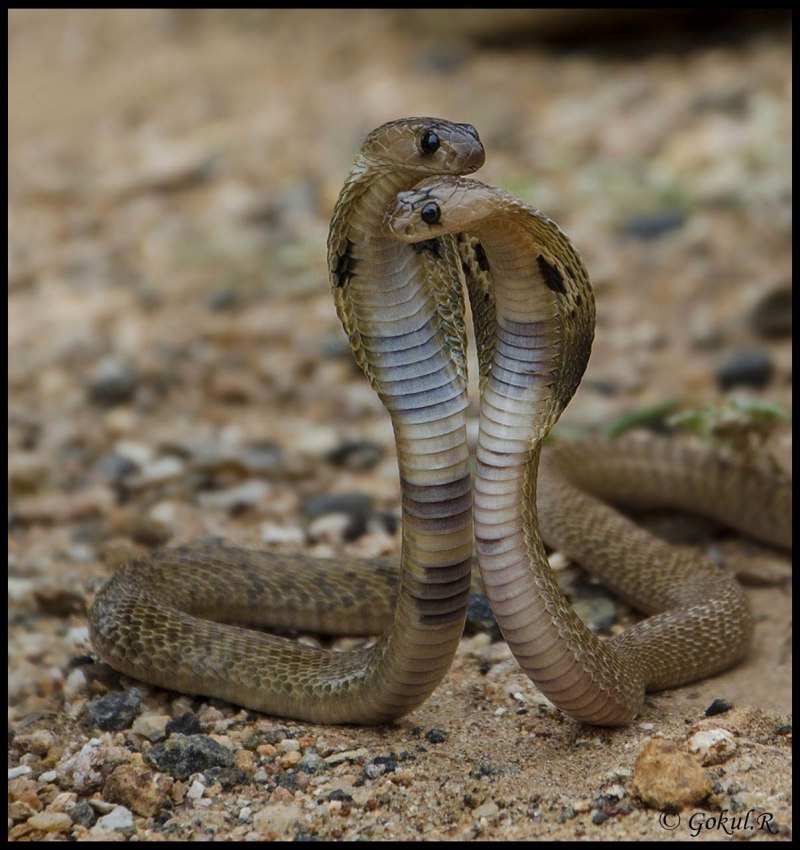 Египетская кобра (65 фото)