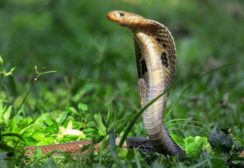 Walterinnesia aegyptia