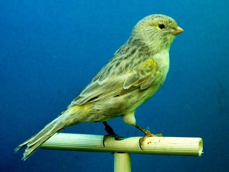 Canary - канарейка