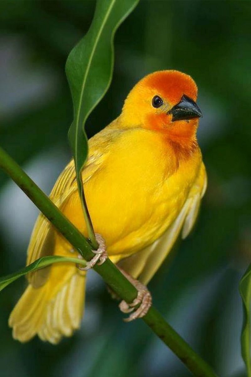 Gloster Canary
