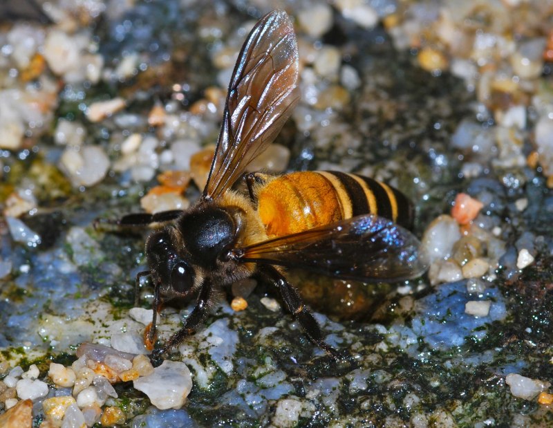 Пчелы APIS dorsata