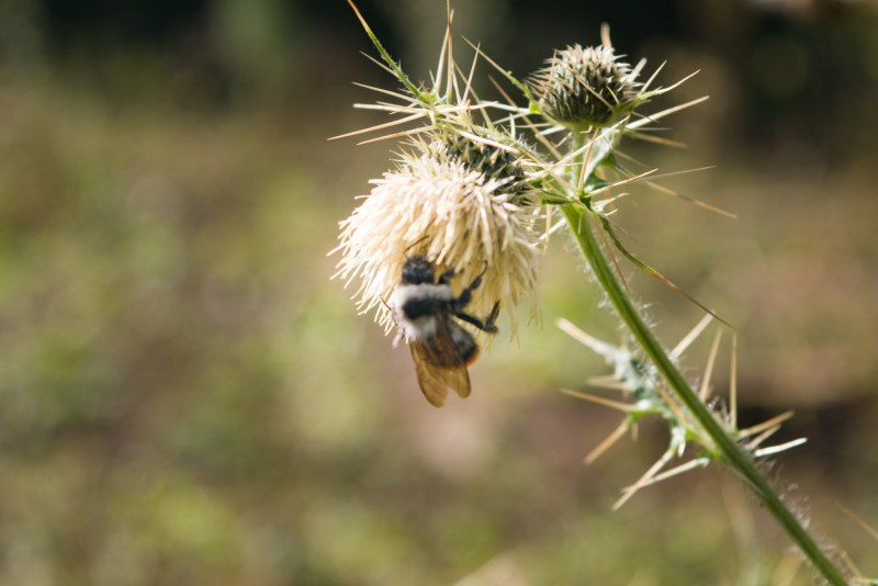 Baby Bee Bub