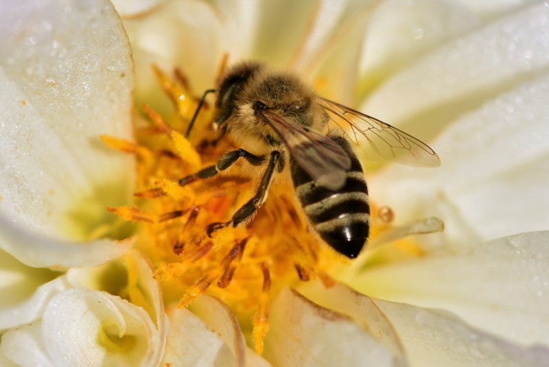 Гималайская медоносная пчела (69 фото)