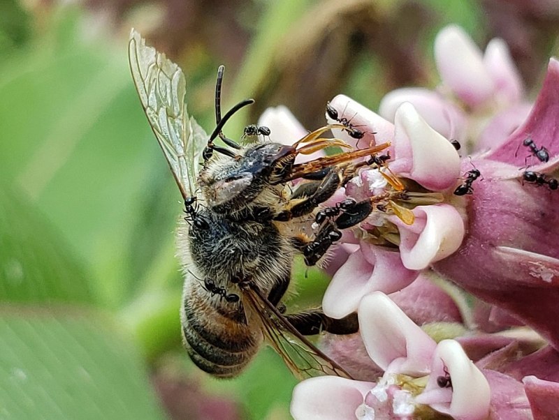 Hymenoptera Перепончатокрылые