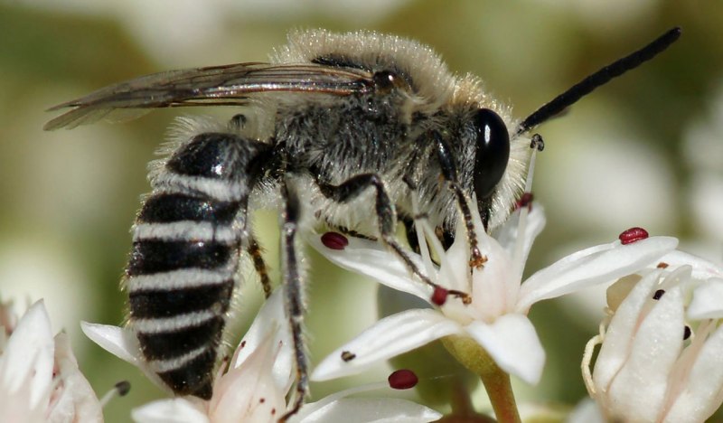 APIS mellifera