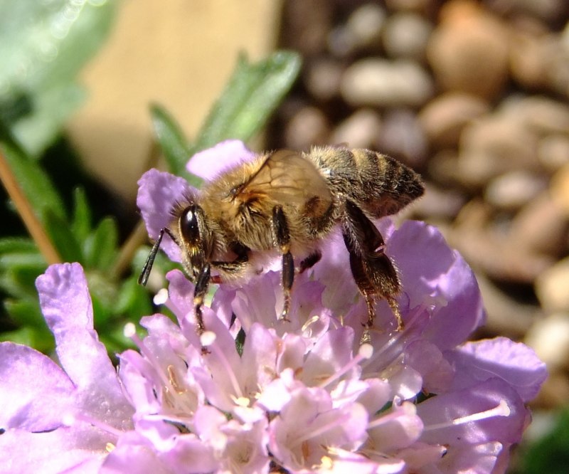 Пчелы APIS dorsata
