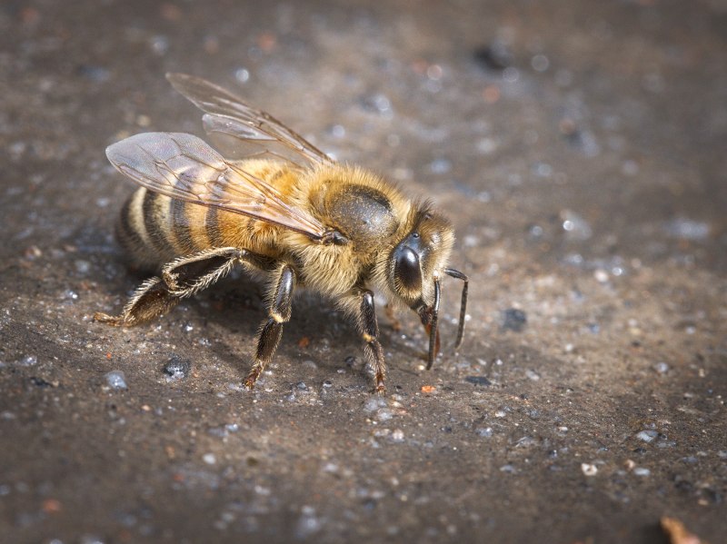 Honey-Bee record