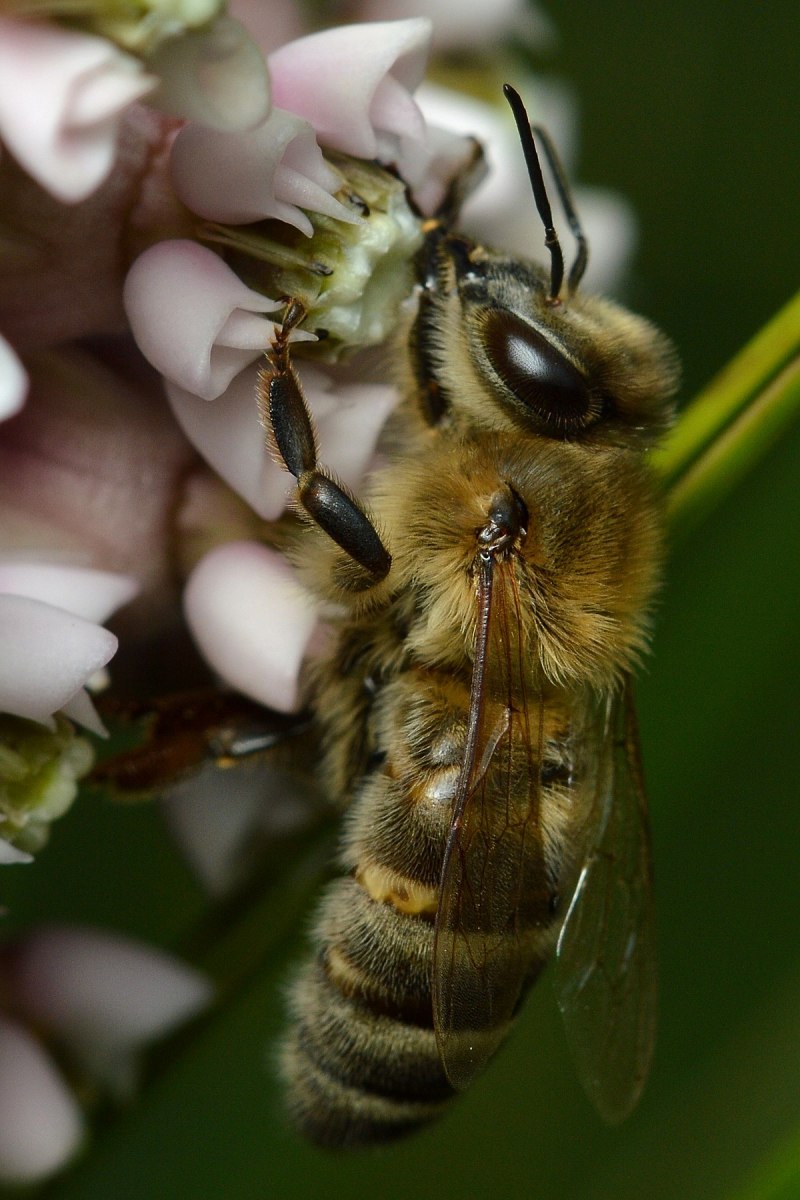 APIS mellifera