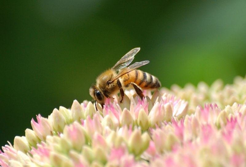 APIS mellifera mellifera