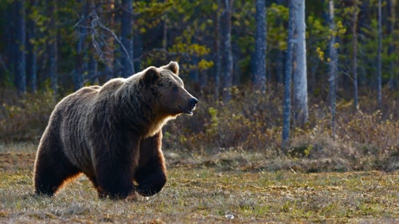 Монгольская медведица (65 фото)