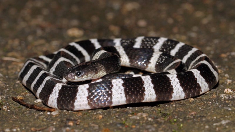 Bungarus multicinctus