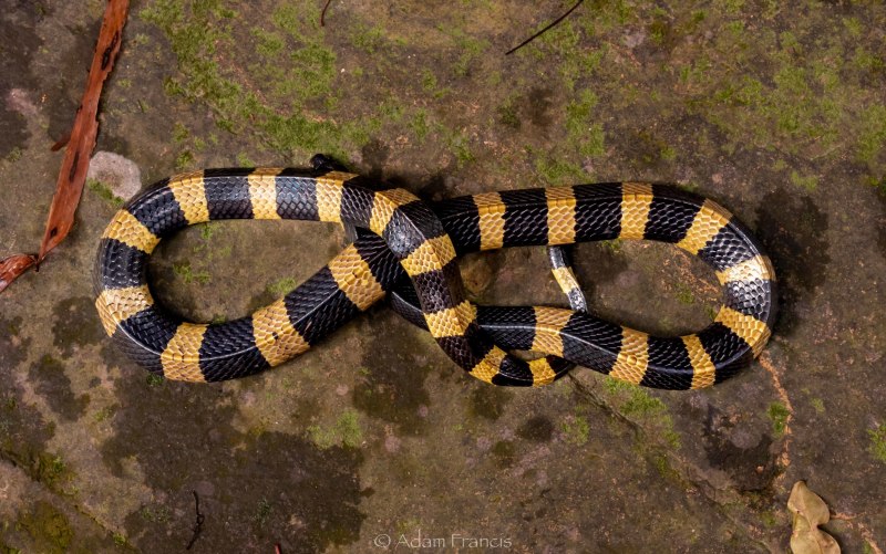 Индийский Крайт (Bungarus caeruleus)