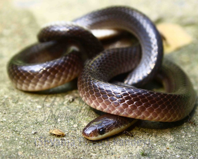 Ленточный крайт змея (73 фото)