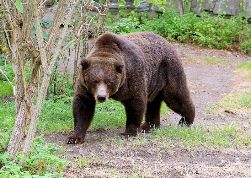 Северная Америка медведь Гризли