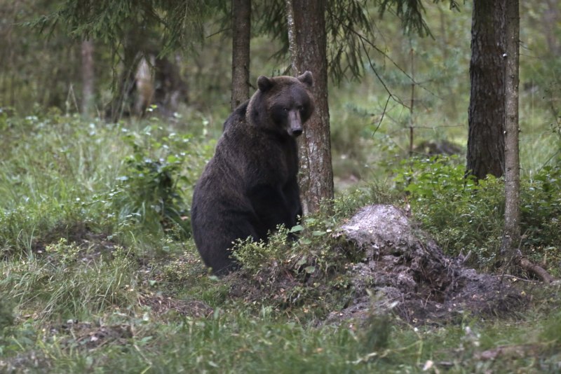 Нападающий медведь