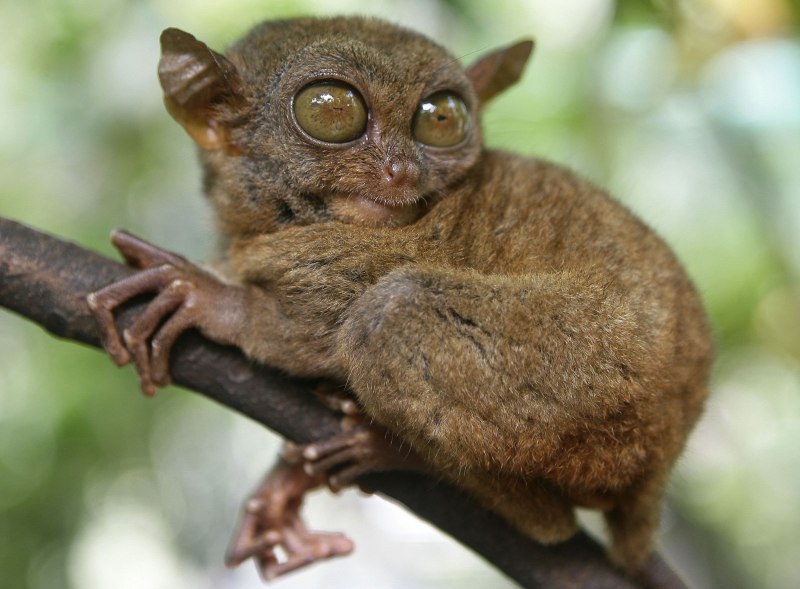  Долгопят Диана (Tarsius dentatus)