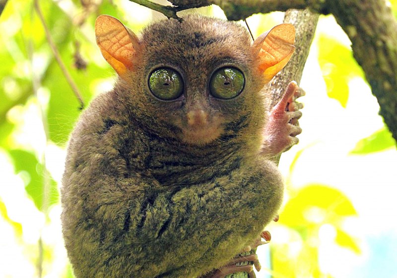 Филиппинский долгопят (Tarsius syrichta)