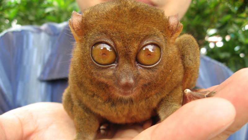 Tarsius syrichta