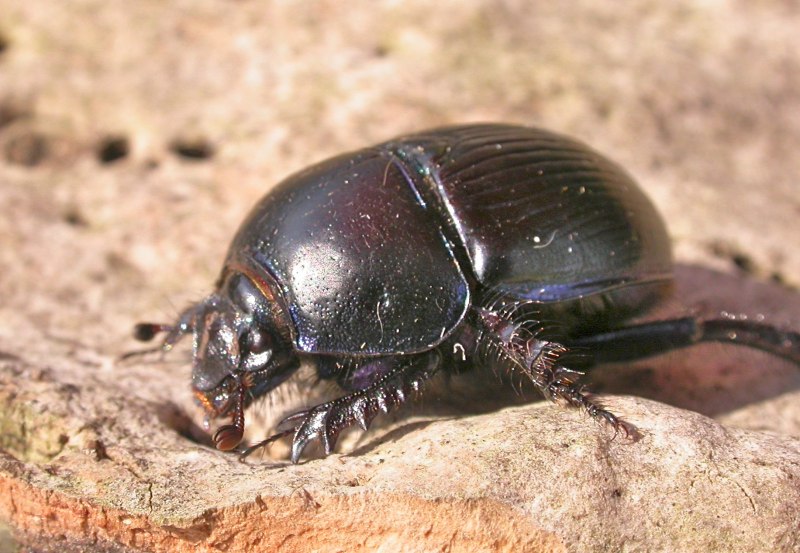 NEPA cinerea (обыкновенный водяной Скорпион)