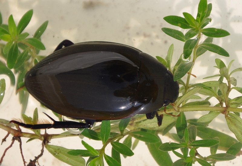 Жук-плавунец Dytiscus marginalis