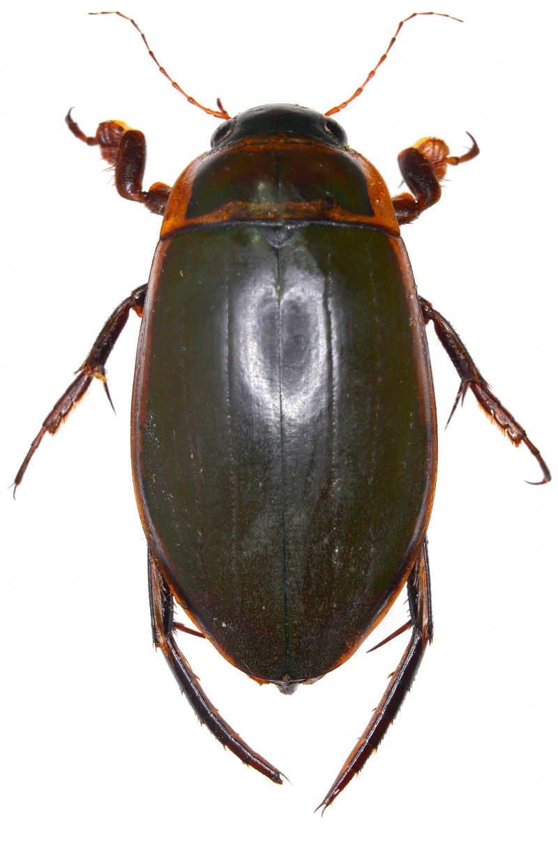 Жук-плавунец Dytiscus marginalis