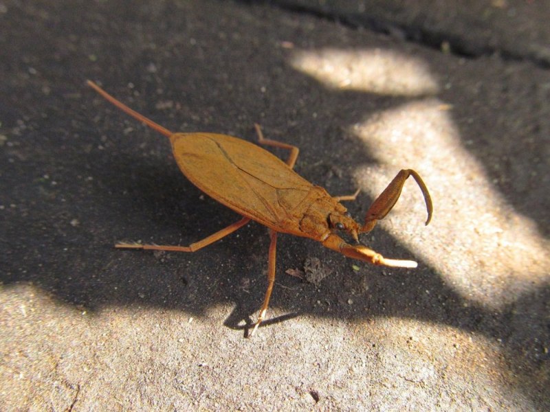 NEPA cinerea (обыкновенный водяной Скорпион)