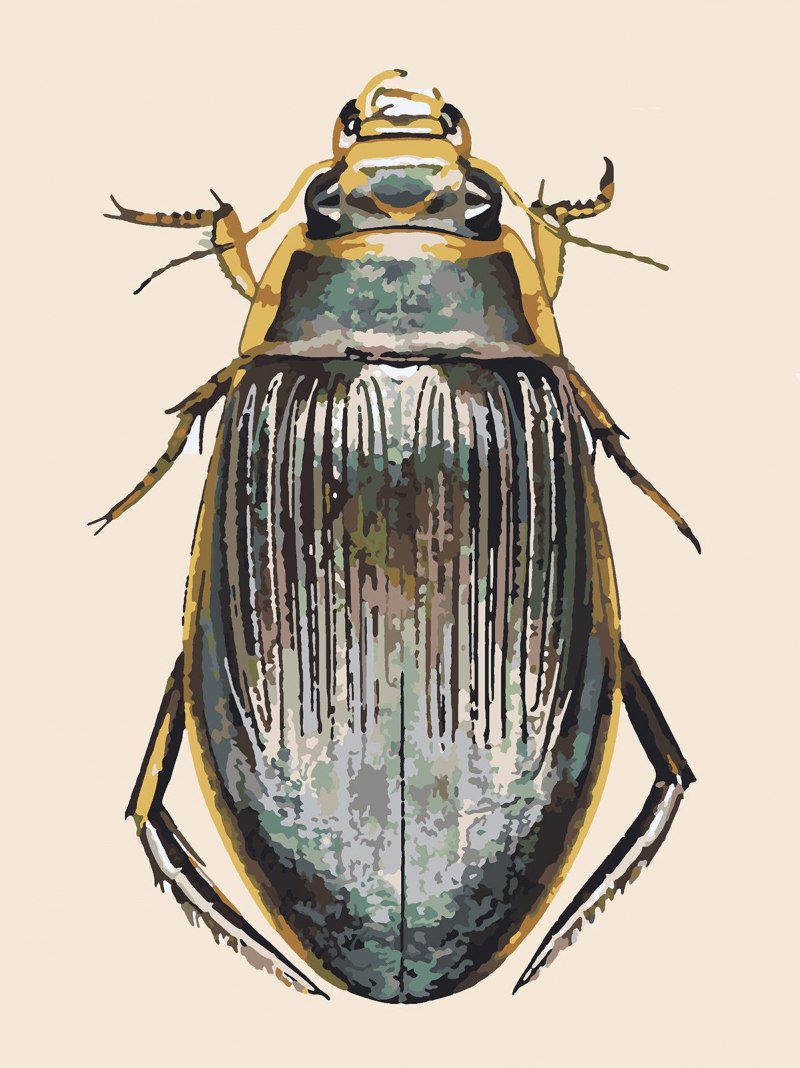 Жук Dytiscus marginalis