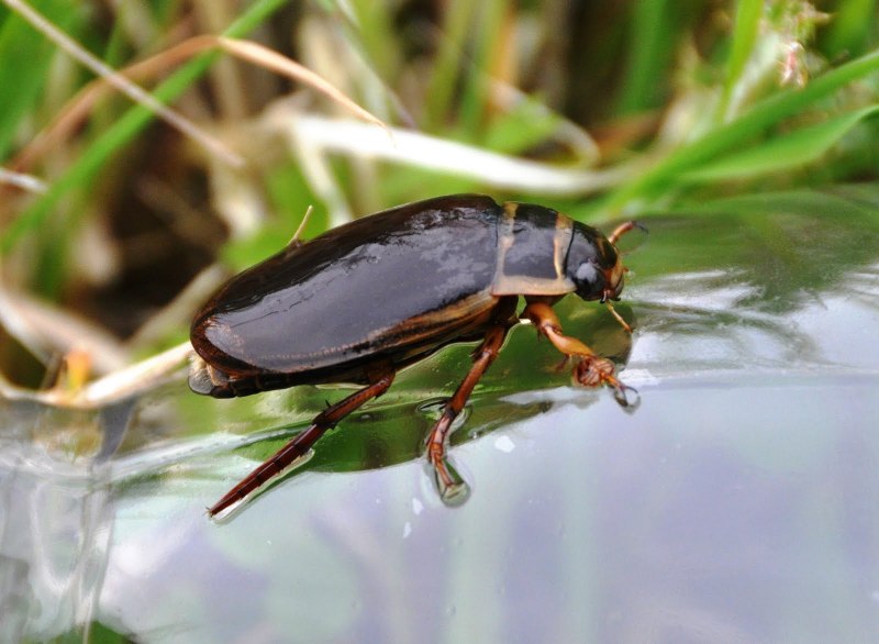 Hydrophilus piceus
