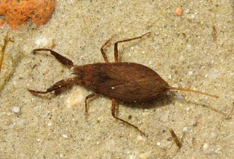 Водяной Скорпион NEPA cinerea