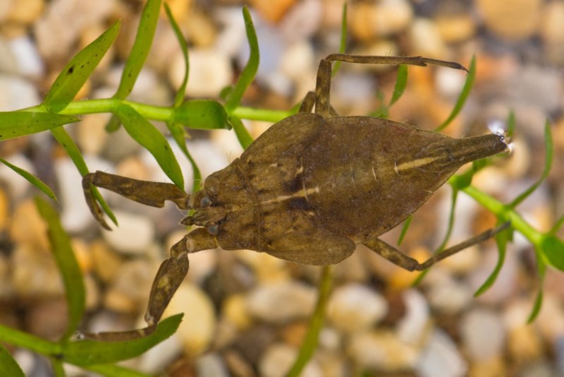 NEPA cinerea Linnaeus, 1758 – водяной Скорпион