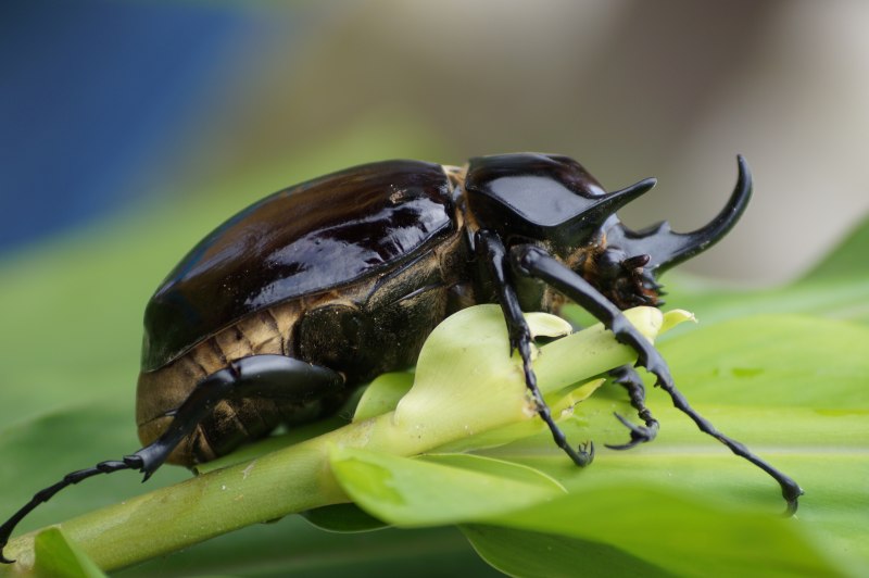 Жук-плавунец Dytiscus marginalis